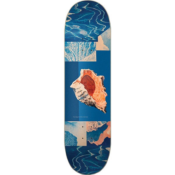 8.12" Coda Salgar Shell Skate Deck