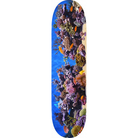 7.75" Mini logo Fish Tank Skate Deck